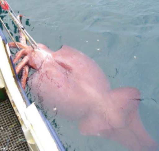 You or Your OC catch this Colossal Squid | image tagged in cephalopod | made w/ Imgflip meme maker