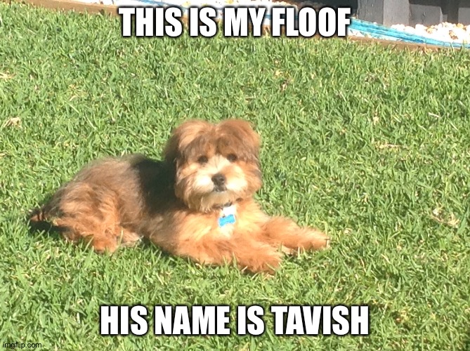 My floof | THIS IS MY FLOOF; HIS NAME IS TAVISH | image tagged in dog | made w/ Imgflip meme maker