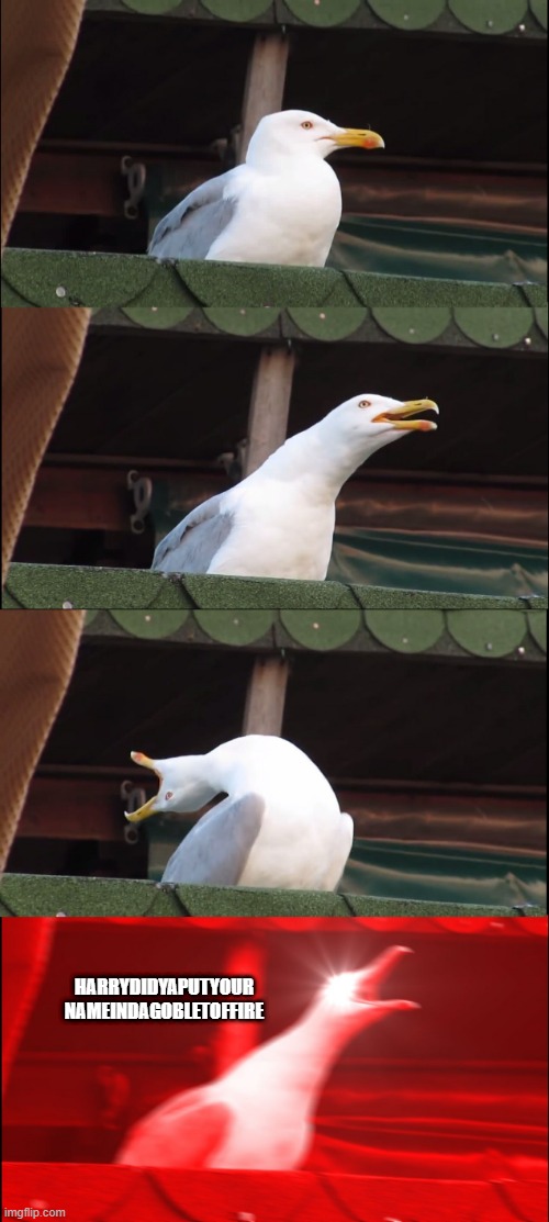 Inhaling Seagull Meme | HARRYDIDYAPUTYOUR
NAMEINDAGOBLETOFFIRE | image tagged in memes,inhaling seagull | made w/ Imgflip meme maker