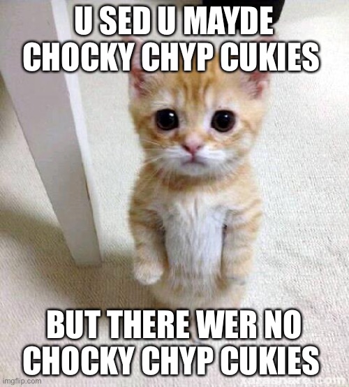 No cookies! | U SED U MAYDE CHOCKY CHYP CUKIES; BUT THERE WER NO CHOCKY CHYP CUKIES | image tagged in memes,cute cat,chocolate chip cookies | made w/ Imgflip meme maker