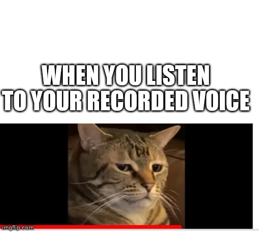 I made a new meme template | WHEN YOU LISTEN TO YOUR RECORDED VOICE | image tagged in cats | made w/ Imgflip meme maker