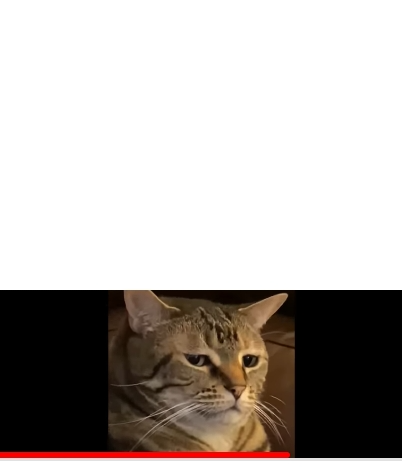 High Quality Disgusted cat Blank Meme Template