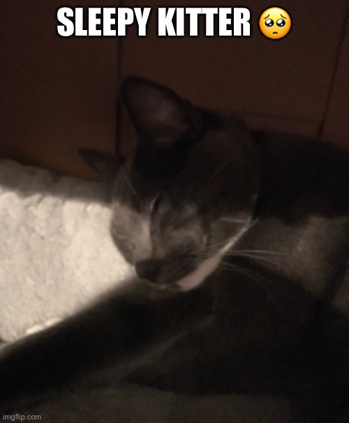 SLEEPY KITTER 🥺 | made w/ Imgflip meme maker