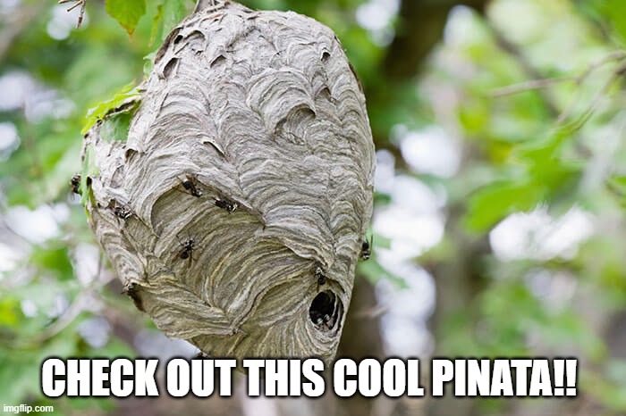 pinata |  CHECK OUT THIS COOL PINATA!! | image tagged in pinata,hornets nest | made w/ Imgflip meme maker
