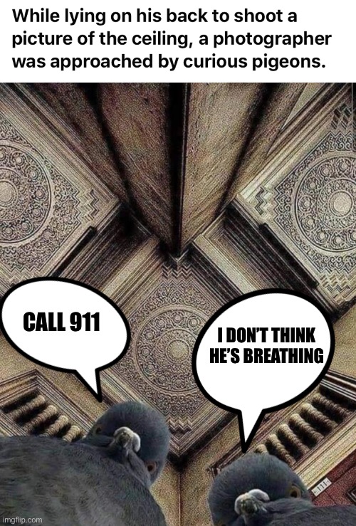 Pigeon Paramedics | CALL 911; I DON’T THINK HE’S BREATHING | image tagged in pigeons,photographer,perspective,paramedics | made w/ Imgflip meme maker