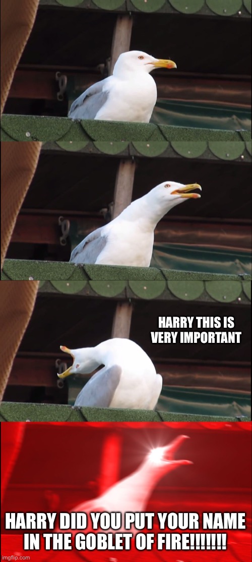 Harry did you .... | HARRY THIS IS VERY IMPORTANT; HARRY DID YOU PUT YOUR NAME IN THE GOBLET OF FIRE!!!!!!! | image tagged in memes,inhaling seagull | made w/ Imgflip meme maker