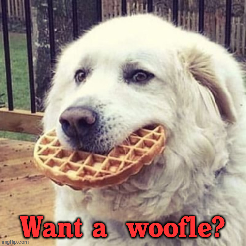 woofle | Want a  woofle? | image tagged in woofle,dogs | made w/ Imgflip meme maker