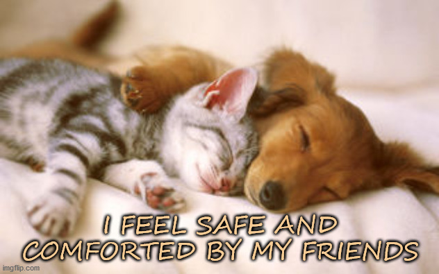 Comfort w/ Friends | I FEEL SAFE AND COMFORTED BY MY FRIENDS | image tagged in affirmation,comfort,kitten,puppy,safe,friendship | made w/ Imgflip meme maker
