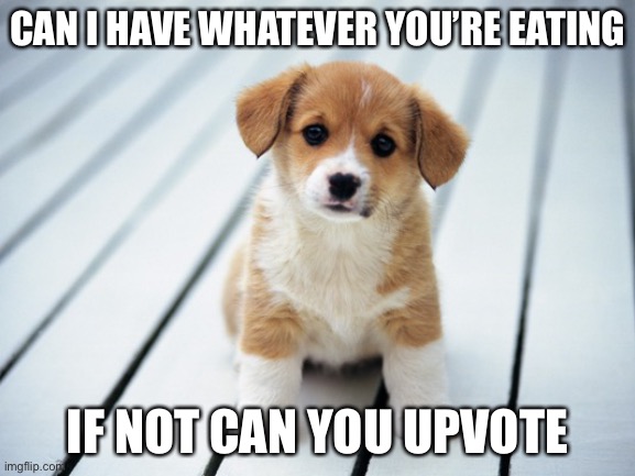 Cute puppy 1 | CAN I HAVE WHATEVER YOU’RE EATING; IF NOT CAN YOU UPVOTE | image tagged in cute puppy 1 | made w/ Imgflip meme maker