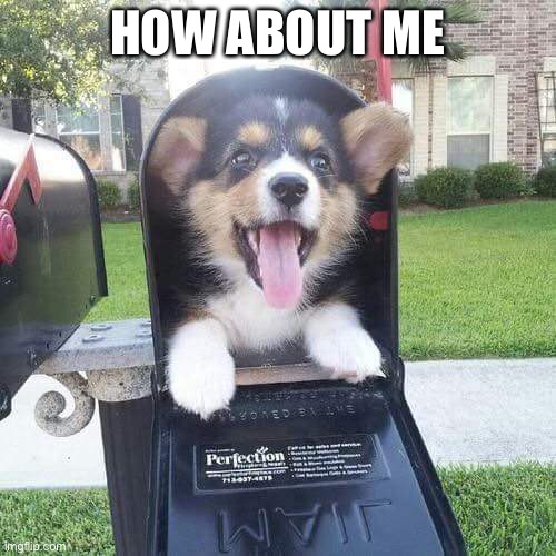 Cute doggo in mailbox | HOW ABOUT ME | image tagged in cute doggo in mailbox | made w/ Imgflip meme maker