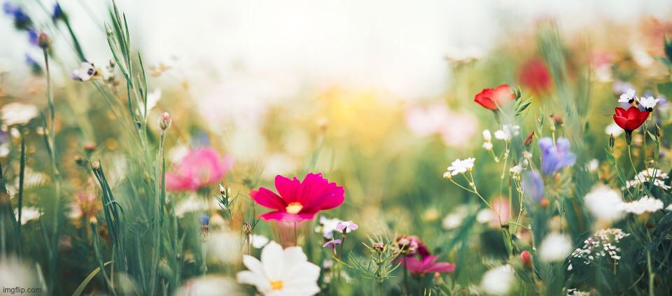 I’m tempted to make a stream where people just post flowers lmao of there isn’t one already | made w/ Imgflip meme maker