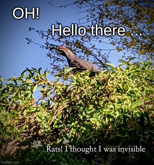 Hello there | OH! Hello there ... Rats! I thought I was invisible | image tagged in morning quail,hello | made w/ Imgflip meme maker