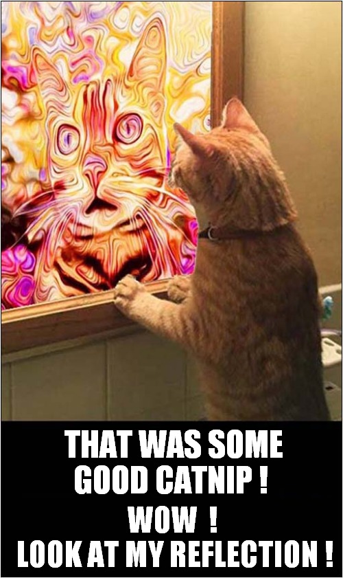 Mirror Mirror On The Wall,Who's Highest The Cat Of Them All ? | THAT WAS SOME GOOD CATNIP ! WOW  !
  LOOK AT MY REFLECTION ! | image tagged in cats,catnip,mirror,hallucinate | made w/ Imgflip meme maker