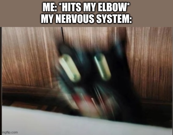 ight imma head out | ME: *HITS MY ELBOW*
MY NERVOUS SYSTEM: | image tagged in screaming cat | made w/ Imgflip meme maker