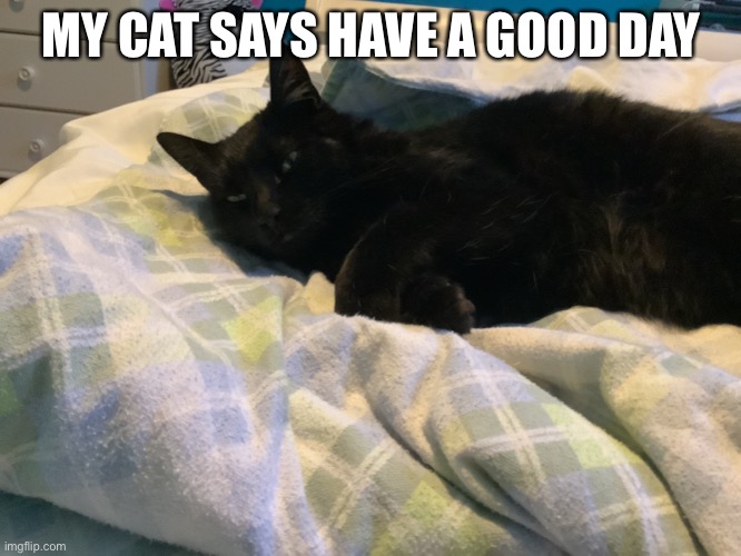 Have a good day :3 | MY CAT SAYS HAVE A GOOD DAY | image tagged in good day,cats,black cat,fluffy | made w/ Imgflip meme maker