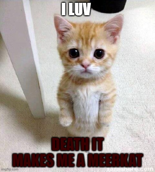 Cute Cat Meme | I LUV; DEATH IT MAKES ME A MEERKAT | image tagged in memes,cute cat | made w/ Imgflip meme maker