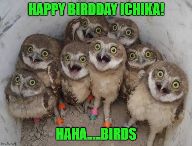 sry i missed it | HAPPY BIRDDAY ICHIKA! HAHA.....BIRDS | image tagged in baby owls | made w/ Imgflip meme maker