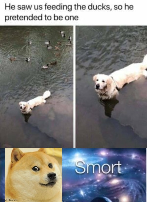 Credit to this dog for thinking outside the box | image tagged in meme man smort,funny,dogs,animals,infinite iq,food | made w/ Imgflip meme maker