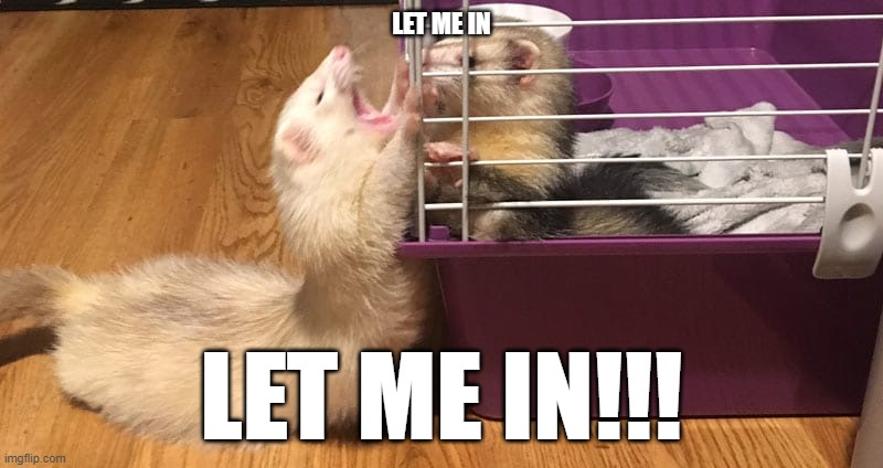 Ferret vision of an old mem | LET ME IN; LET ME IN!!! | image tagged in ferret,let me in | made w/ Imgflip meme maker