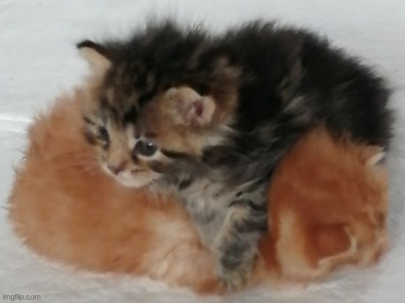 My kittenssssssss | made w/ Imgflip meme maker