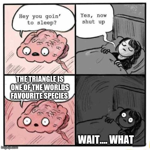 But its not! | THE TRIANGLE IS ONE OF THE WORLDS FAVOURITE SPECIES; WAIT.... WHAT | image tagged in hey you going to sleep,funny,fun,triangle,funny meme | made w/ Imgflip meme maker