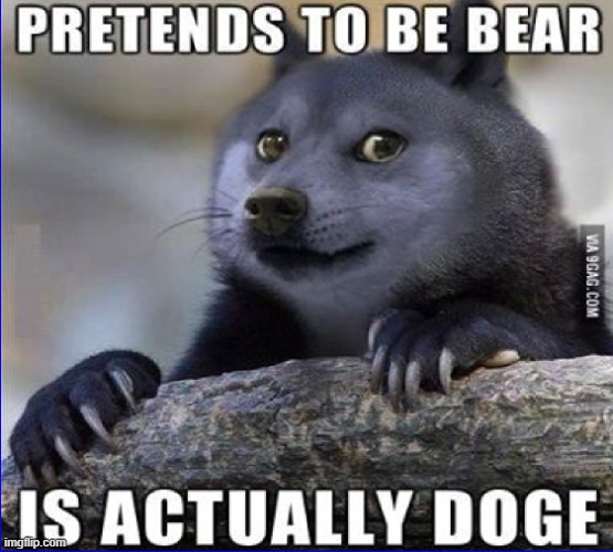 Doge is Bear | image tagged in doge,bear | made w/ Imgflip meme maker