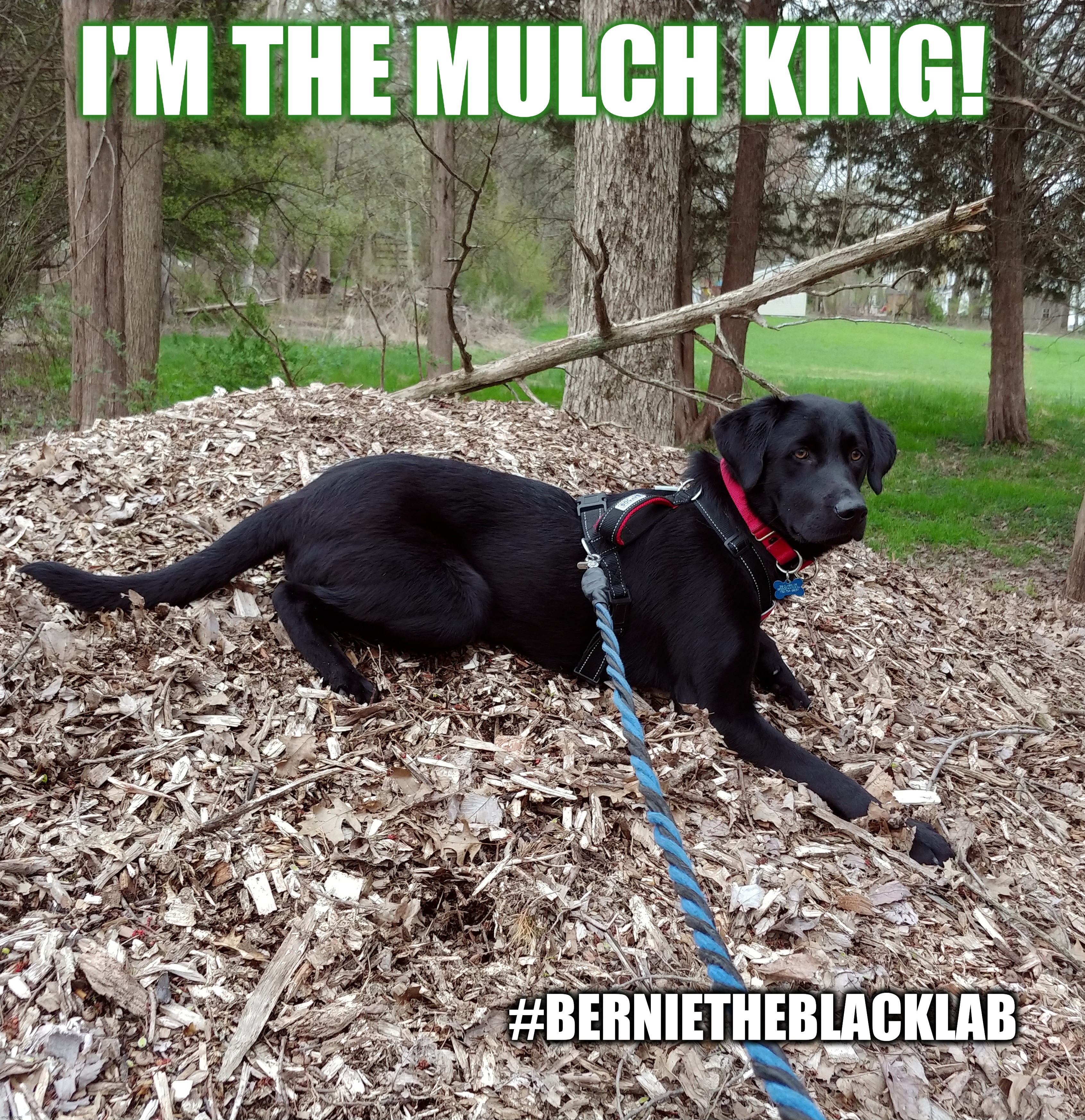 I'm the mulch king! | I'M THE MULCH KING! #BERNIETHEBLACKLAB | image tagged in bernie the black lab,dogs,funny,memes,mulch,gardening | made w/ Imgflip meme maker