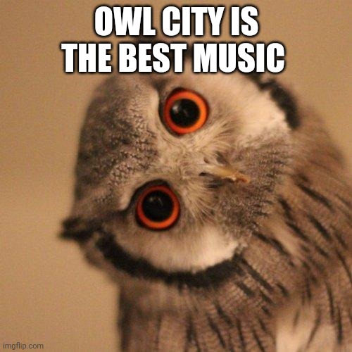 inquisitve owl | OWL CITY IS THE BEST MUSIC | image tagged in inquisitve owl | made w/ Imgflip meme maker