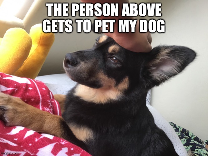 Pet dog | THE PERSON ABOVE GETS TO PET MY DOG | image tagged in pet dog | made w/ Imgflip meme maker