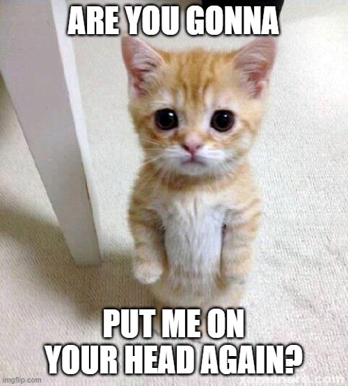 Cute Cat Meme | ARE YOU GONNA PUT ME ON YOUR HEAD AGAIN? | image tagged in memes,cute cat | made w/ Imgflip meme maker