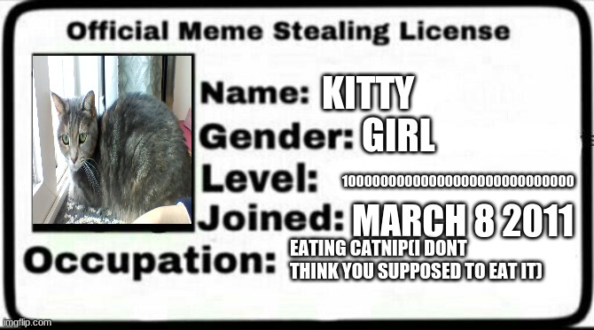 Meme Stealing License | KITTY; GIRL; 10000000000000000000000000000; MARCH 8 2011; EATING CATNIP(I DONT THINK YOU SUPPOSED TO EAT IT) | image tagged in meme stealing license | made w/ Imgflip meme maker