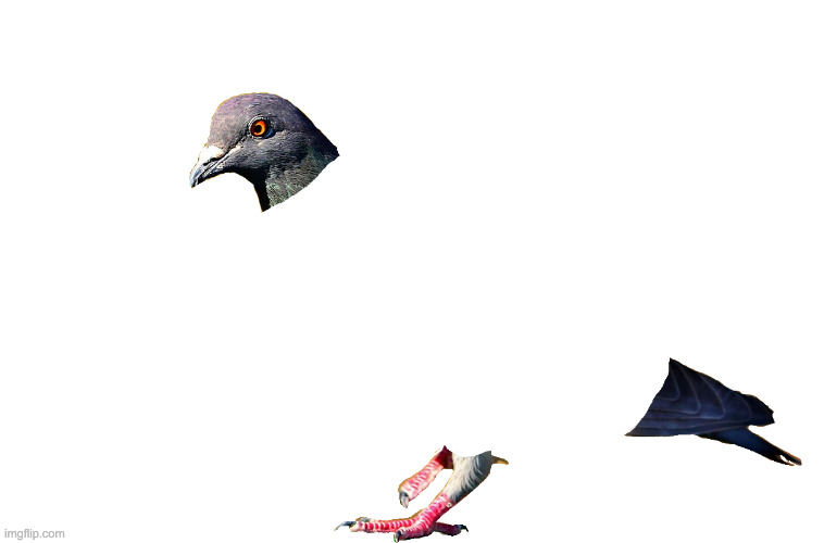 challenge: dress up the Pigeon | image tagged in hi | made w/ Imgflip meme maker