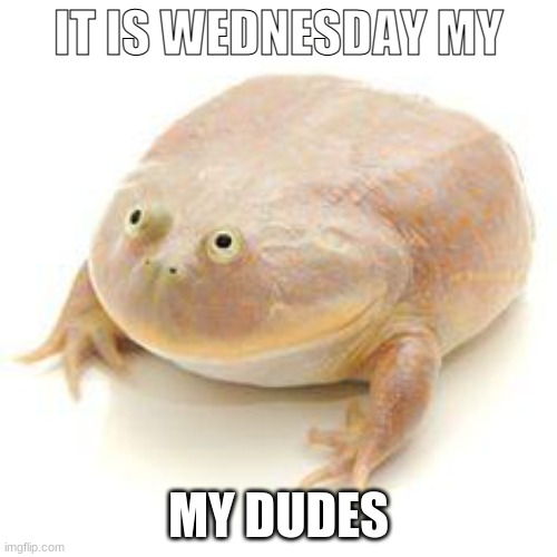 Wednesday Frog (happy wednesday) | IT IS WEDNESDAY MY; MY DUDES | image tagged in wednesday frog blank | made w/ Imgflip meme maker
