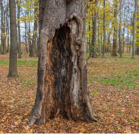 Rotten tree Blank Meme Template