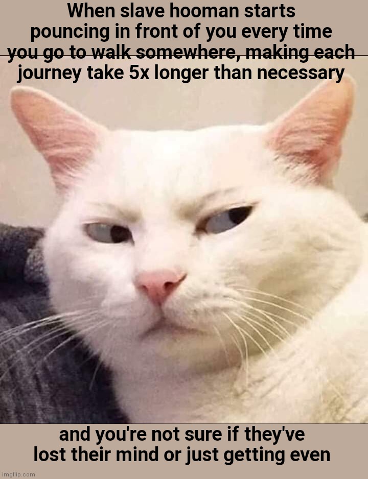 Skeptical Cat | When slave hooman starts pouncing in front of you every time you go to walk somewhere, making each journey take 5x longer than necessary; and you're not sure if they've lost their mind or just getting even | image tagged in skeptical cat,funny animals,cat behavior,humor | made w/ Imgflip meme maker