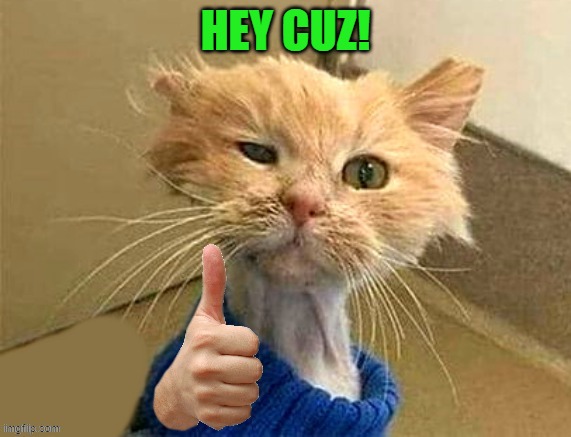 thumb cat | HEY CUZ! | image tagged in thumb cat | made w/ Imgflip meme maker