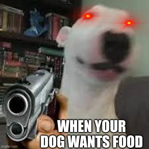 WHEN YOUR DOG WANTS FOOD | image tagged in dog | made w/ Imgflip meme maker