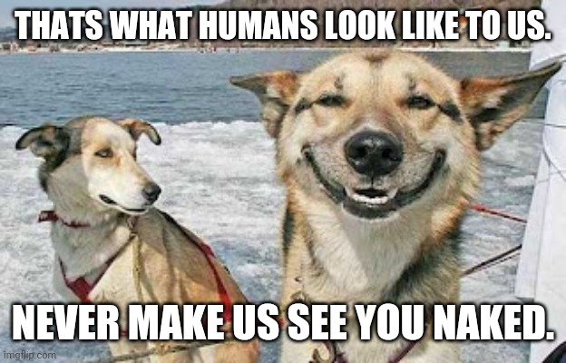 Original Stoner Dog Meme | THATS WHAT HUMANS LOOK LIKE TO US. NEVER MAKE US SEE YOU NAKED. | image tagged in memes,original stoner dog | made w/ Imgflip meme maker