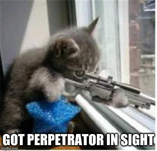 cats with guns | GOT PERPETRATOR IN SIGHT | image tagged in cats with guns | made w/ Imgflip meme maker