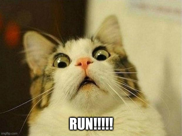 Scared Cat Meme | RUN!!!!! | image tagged in memes,scared cat | made w/ Imgflip meme maker
