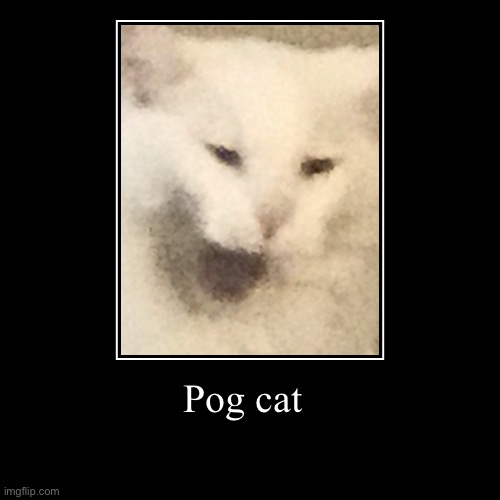 Pog cat | image tagged in funny,demotivationals | made w/ Imgflip demotivational maker