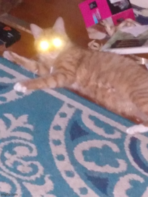 Cursed cat | made w/ Imgflip meme maker