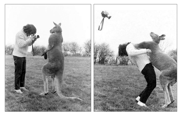 High Quality Photographer Getting Punched by a Kangaroo Blank Meme Template