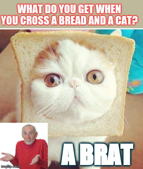 a brat | WHAT DO YOU GET WHEN YOU CROSS A BREAD AND A CAT? A BRAT | image tagged in breadcat | made w/ Imgflip meme maker