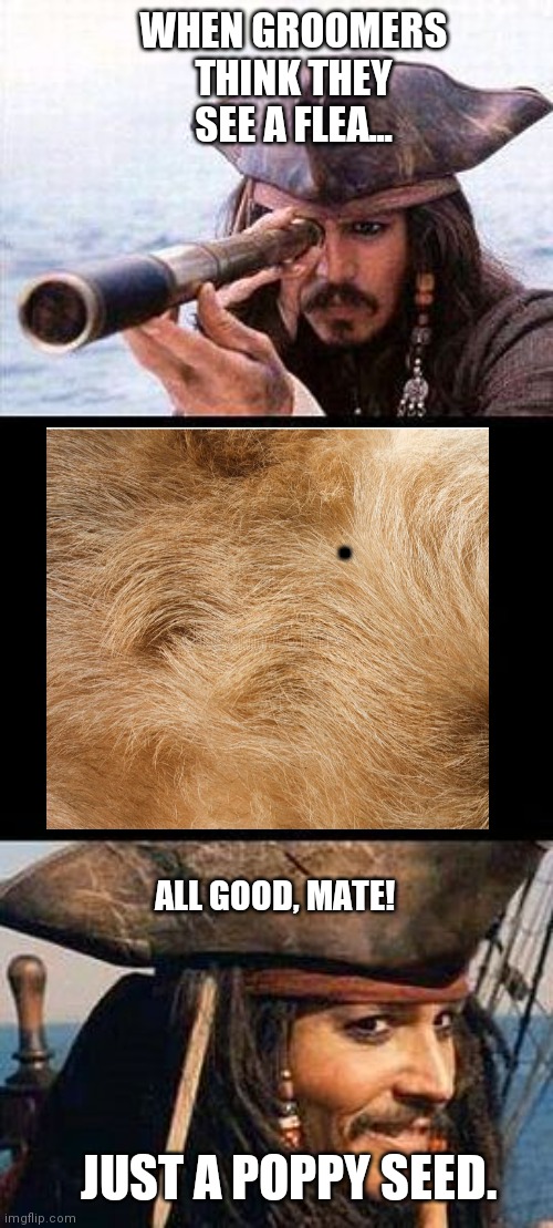 Flea Sparrow | WHEN GROOMERS THINK THEY
SEE A FLEA... . ALL GOOD, MATE! JUST A POPPY SEED. | image tagged in jack sparrow smile | made w/ Imgflip meme maker