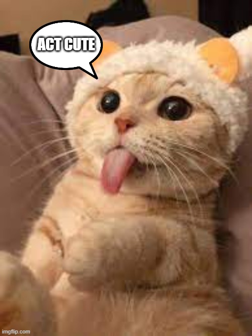 Just act cute, no one will ever know | ACT CUTE | image tagged in cats,memes,funny,cute cat | made w/ Imgflip meme maker