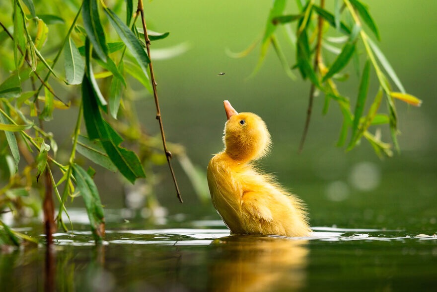 Mallard Duck. Photo credit: Zdeněk Jak | image tagged in awesome,pics,photography | made w/ Imgflip meme maker