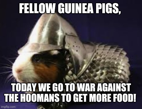 Guinea Pig war | FELLOW GUINEA PIGS, TODAY WE GO TO WAR AGAINST THE HOOMANS TO GET MORE FOOD! | image tagged in guinea pig war | made w/ Imgflip meme maker