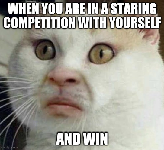 Cursed cat | WHEN YOU ARE IN A STARING COMPETITION WITH YOURSELF; AND WIN | image tagged in cursed cat | made w/ Imgflip meme maker