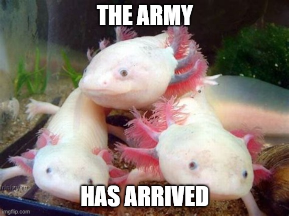 The army | THE ARMY; HAS ARRIVED | image tagged in axolotl | made w/ Imgflip meme maker
